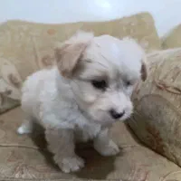 سگ پاکوتاه|سگ|لامرد, |دیوار