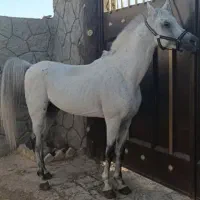 نریون عرب