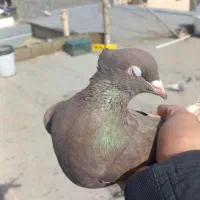 کفتر|پرنده|مریوان, |دیوار