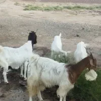 فروش کره وبره نر