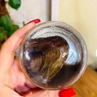 گردنبند مروارید عشق با صدف بزرگ طبیعی اصل با زنجیر|جواهرات|تهران, اکباتان|دیوار