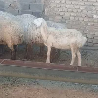یک عدد بره ماده چاق وزن 37 واسه کشتار