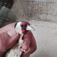 سهره|پرنده|مرودشت, ثبت احوال|دیوار