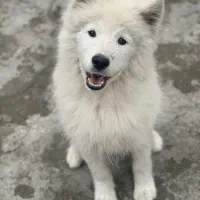 توله سامویید ۴ماهه