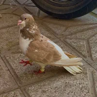 کفتر ساده هفترنگ