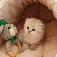 شهر گربه خاص بامزه ( بریتیش پرشین اسکاتیش )|گربه|کرمانشاه, |دیوار