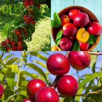 خرمالو گوجه سبز توت فرنگی تمشک هلو|خدمات باغبانی و درختکاری|قزوین, |دیوار