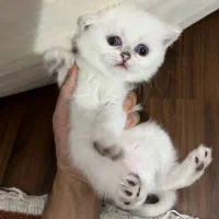 بچه گربه بریتیش چینچیلا سیلور