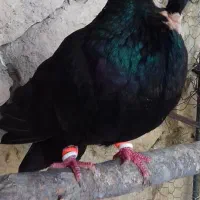 زاغ ساده(هندی)سوءقدیم