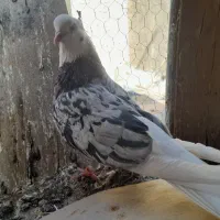 کفتر|پرنده|ساوه, |دیوار