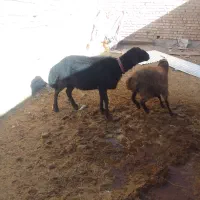 قوچ قره غزل موسیم