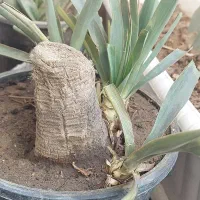 گل و گیاه|گل و گیاه طبیعی|قم, شهرک امام حسن|دیوار