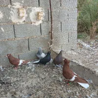 دم سفید