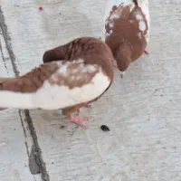 کفتر سینه سرخ