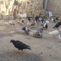 کفتر|پرنده|زاوه, |دیوار