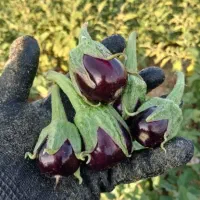 بادمجان ترشی درجه یک