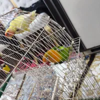 طوطی کتوله|پرنده|بندرعباس, |دیوار