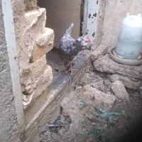 مرغ گلین ریشی فول طوسی