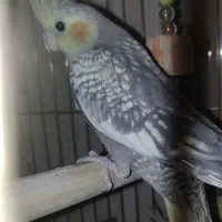 عروس خالخالی|پرنده|مشگین شهر, |دیوار