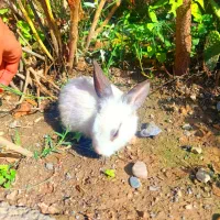 بچه خرگوش|موش و خرگوش|گرگان, |دیوار