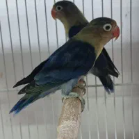 جفت‌های گرینچیک و کوتوله و عروس|پرنده|مشهد, شهرک امام هادی (شهرک غرب)|دیوار