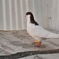 تعدادی کبوتر سیاه پوش با دم سیاه|پرنده|اقبالیه, |دیوار