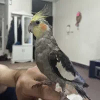 عروس هلندی ماده