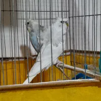 مرغ عشق پروانه ای