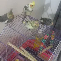 یک جفت عروس هلندی با جفت جوجه کامل دستی و خونگی|پرنده|برازجان, |دیوار