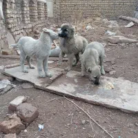 سگ سرابی توله|سگ|چناران, |دیوار