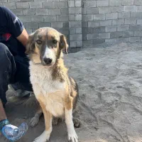 سگ نژاد دار اصیل پاکوتاه