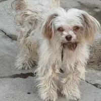 آروم و بازی گوش وباهوش|سگ|میاندوآب, |دیوار