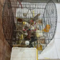 عروس هلندی دونخور شده لوتینو