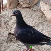 ماده قهرمان