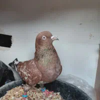 کله ای ودم سفید