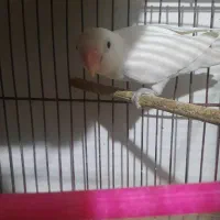 کوتوله نر البینو