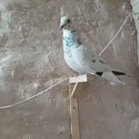 پرشی