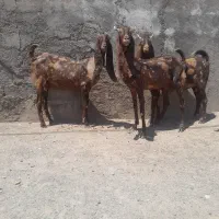 بز پاکستانی. کاموری. اصل