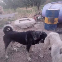 سگ عراقی|سگ|مراغه, |دیوار