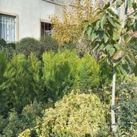 کاج لاوسون|گل و گیاه طبیعی|تهران, تهرانسر شرقی|دیوار