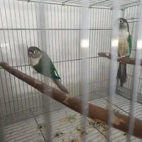 طوطی راهب گرینچیک