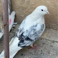 کفتر ماده عطیقه