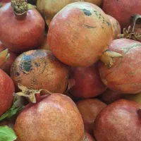 انار تازه آبدار و شیرین|خوردنی و آشامیدنی|قم, سالاریه|دیوار