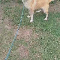 سرابی 10 ماه|سگ|تالش, هشتپر|دیوار