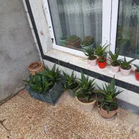 گل الوورا۱۰عدد