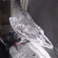 کبوتر|پرنده|مشهد, مشکینی (شهرک غرب)|دیوار