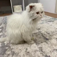 گربه اسکاتیش|گربه|میاندوآب, |دیوار