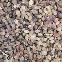 فروش کشمش تیزابی|خوردنی و آشامیدنی|نهاوند, |دیوار