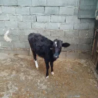 گوساله ماده|حیوانات مزرعه|جوانرود, |دیوار