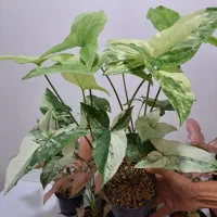 گل سینگینیوم ابلق وصورتی بال فرشته|گل و گیاه طبیعی|ساری, |دیوار